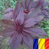 Hectarul - Seminte romanesti de stir CEZAR 5gr, SCDL Buzau